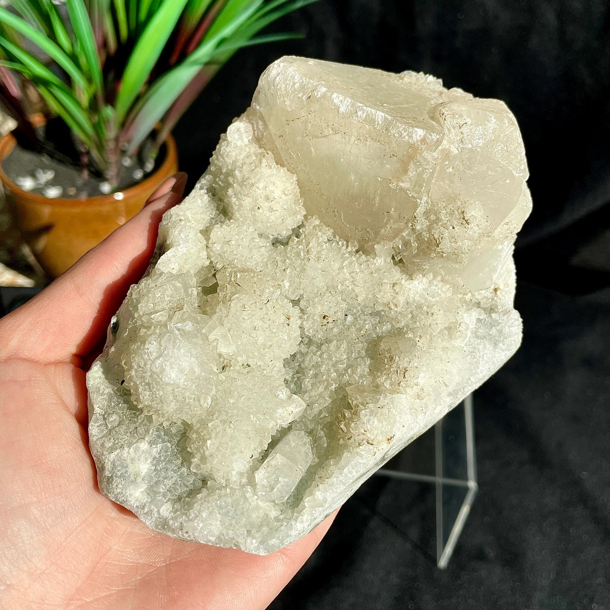 Apophyllite Cluster - 19