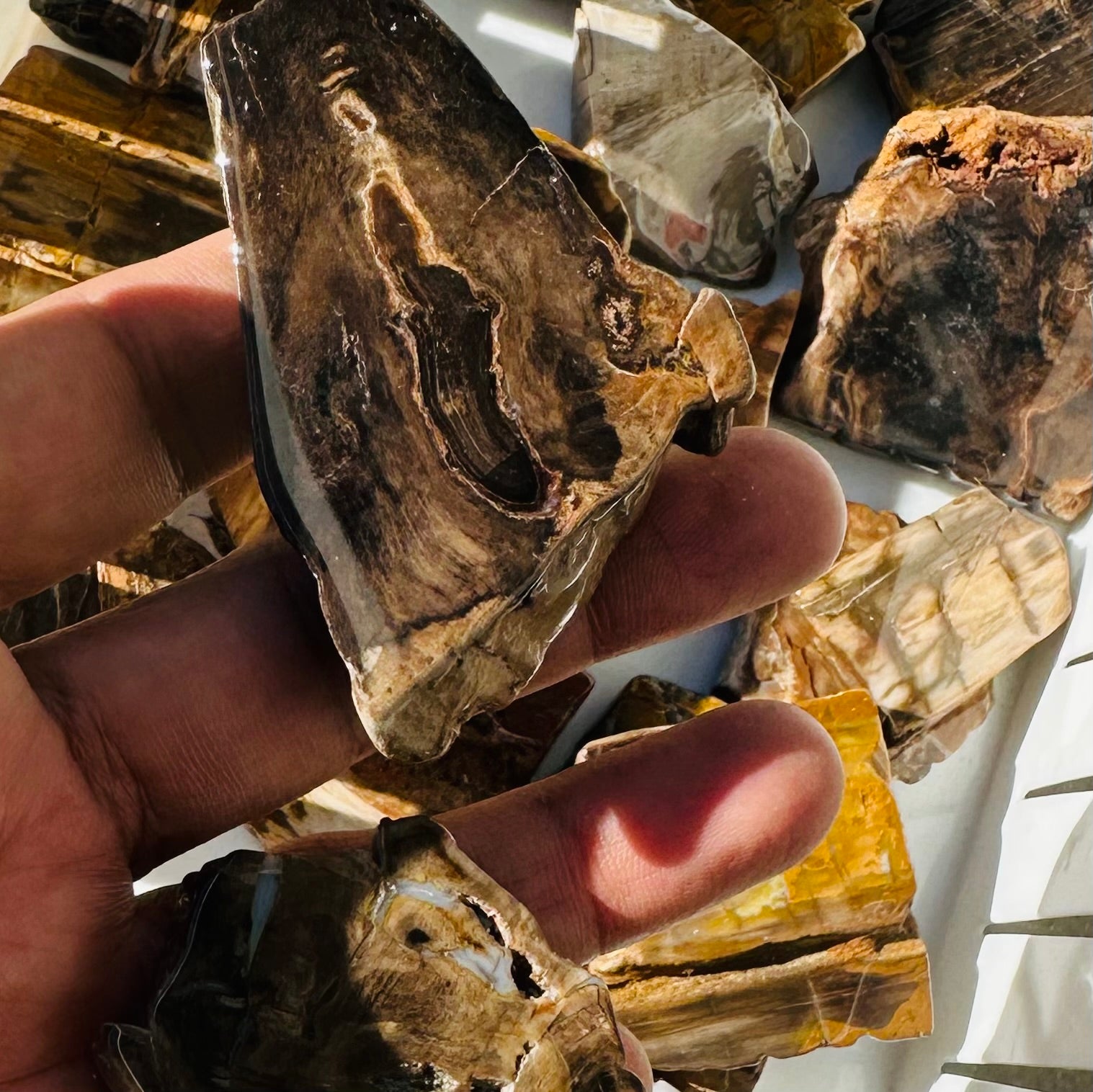 Petrified Wood Polished Slices - 5pc