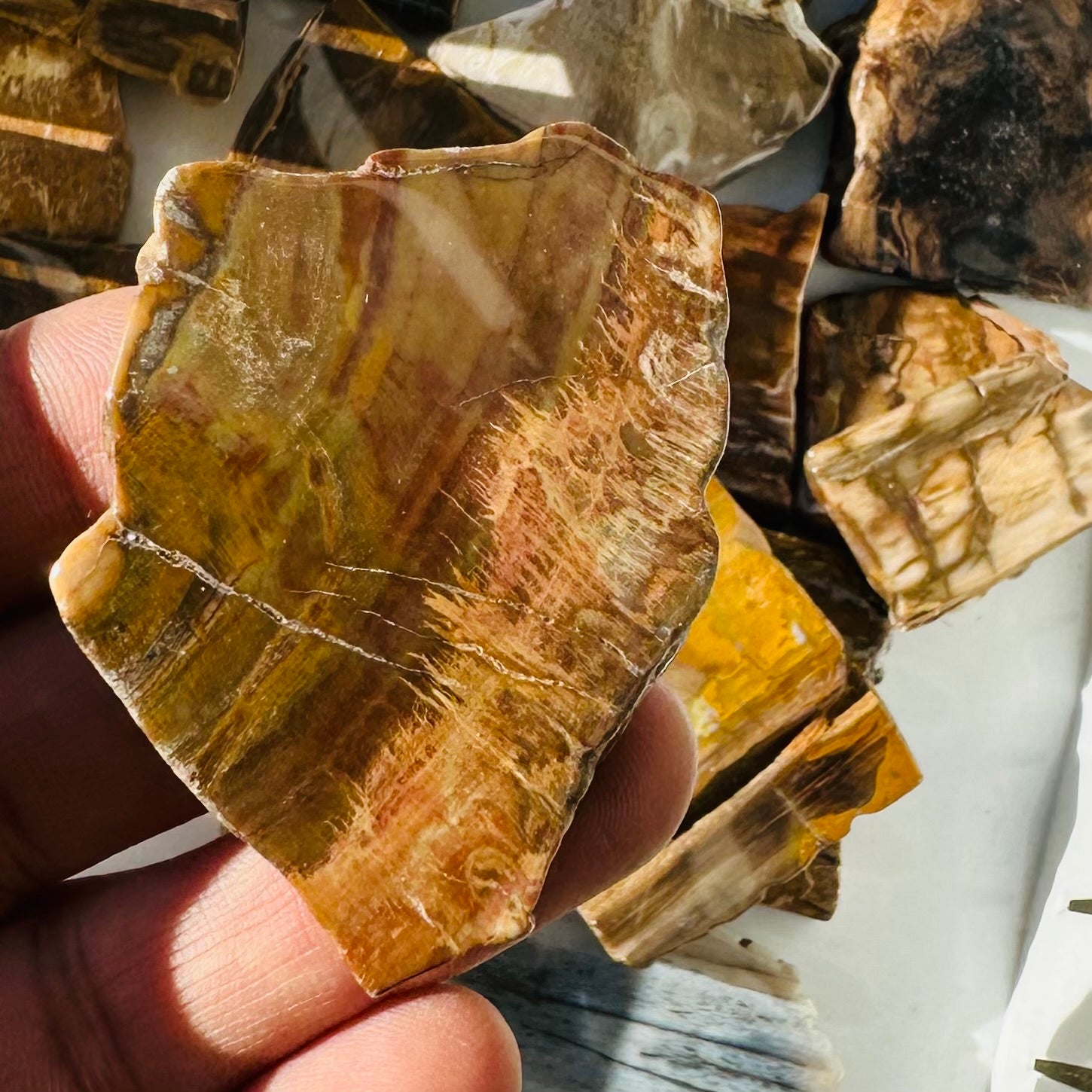 Petrified Wood Polished Slices - 5pc