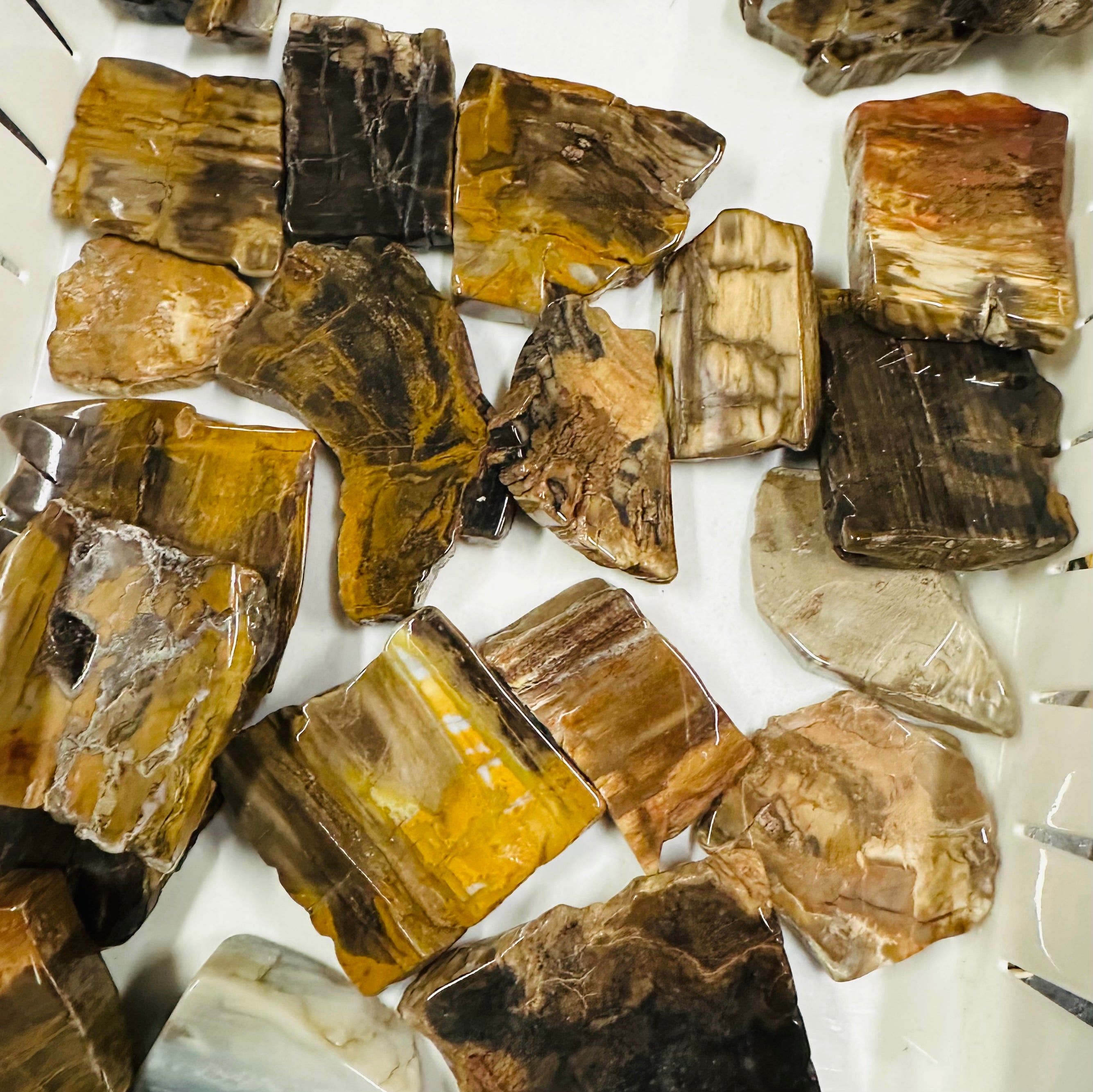 Petrified Wood Polished Slices - 5pc