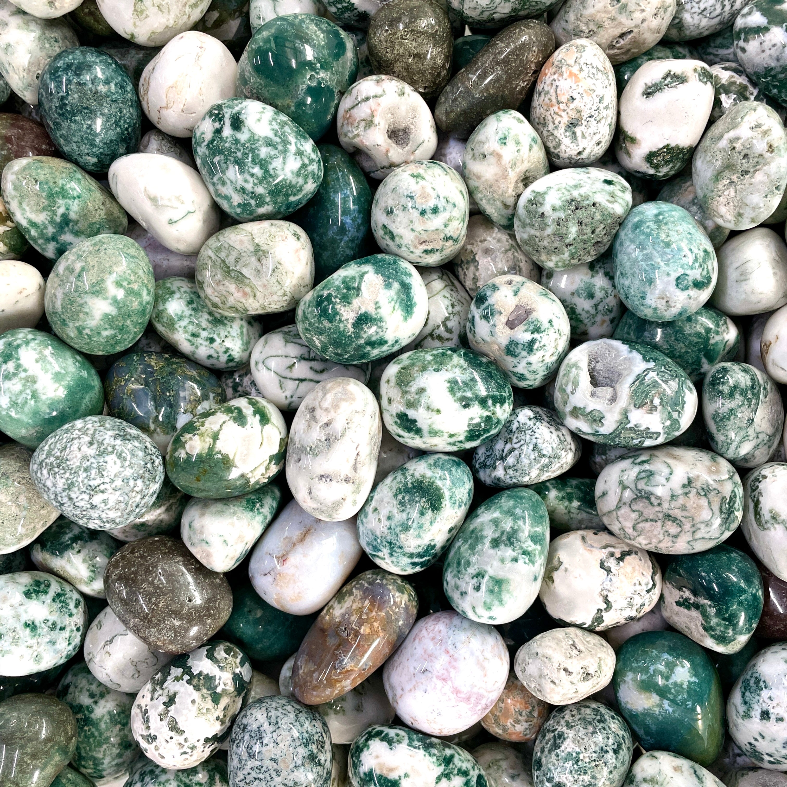 Tree Agate Tumbled 200gms (13-16 pc)