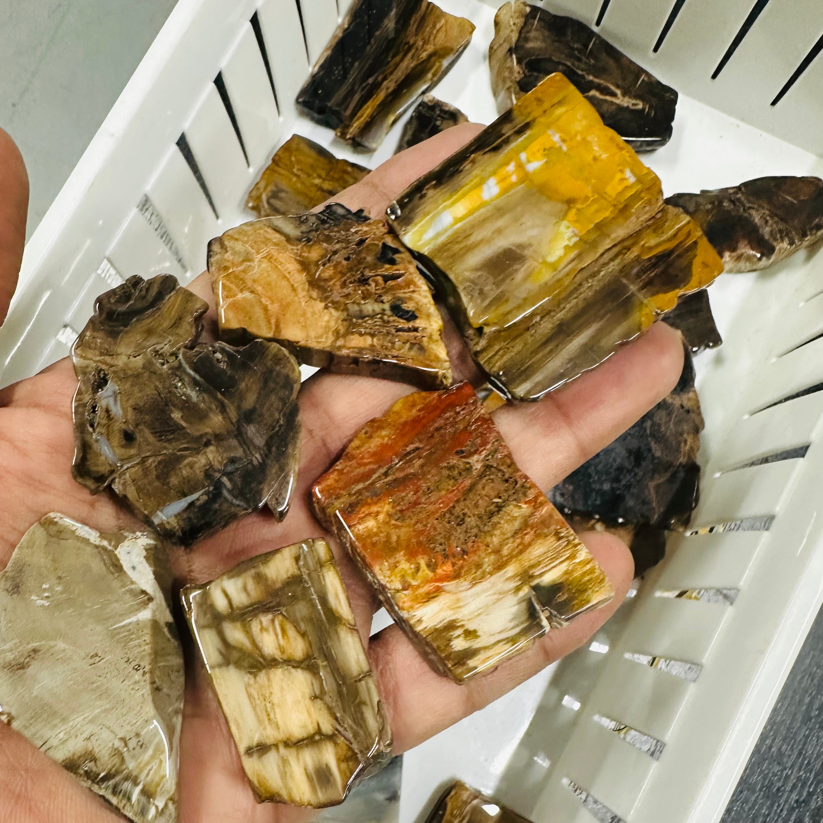 Petrified Wood Polished Slices - 5pc