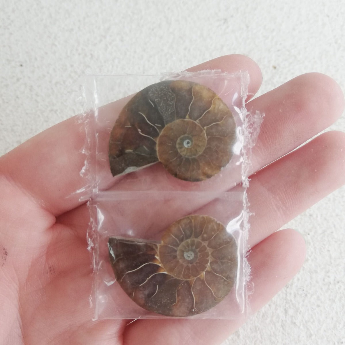 Ammonite Shell - 1 Pair (2pc)