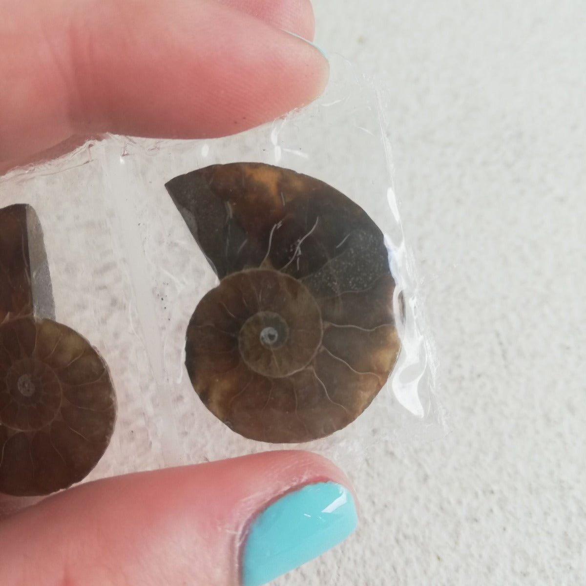 Ammonite Shell - 1 Pair (2pc)