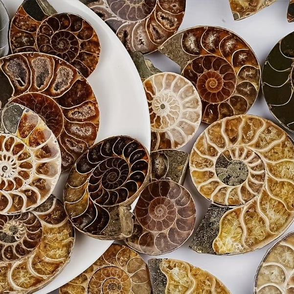 Ammonite Shell - 1 Pair (2pc)